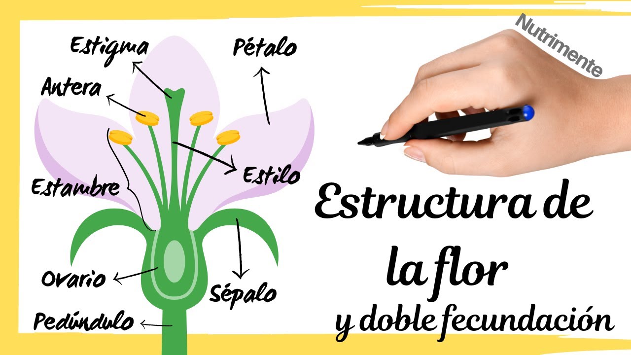 anatomia y fisiologia de la flor