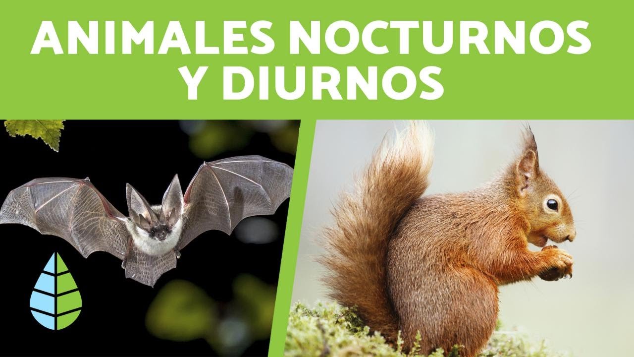 animales que duermen por la noche
