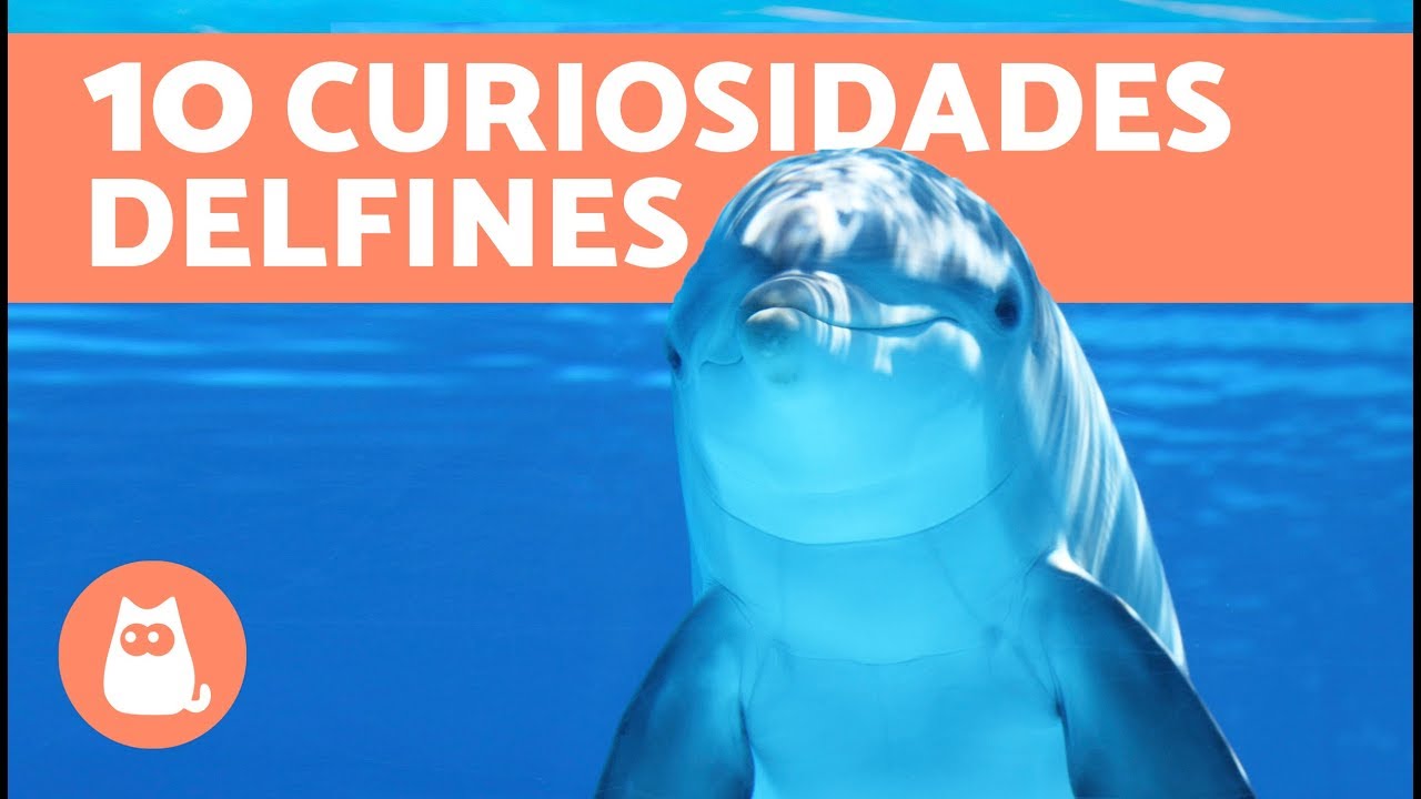 caracteristicas de un delfin con una persona