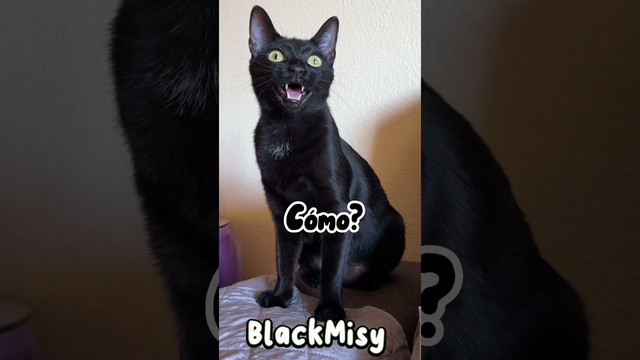 chistes de como se dice en portugues