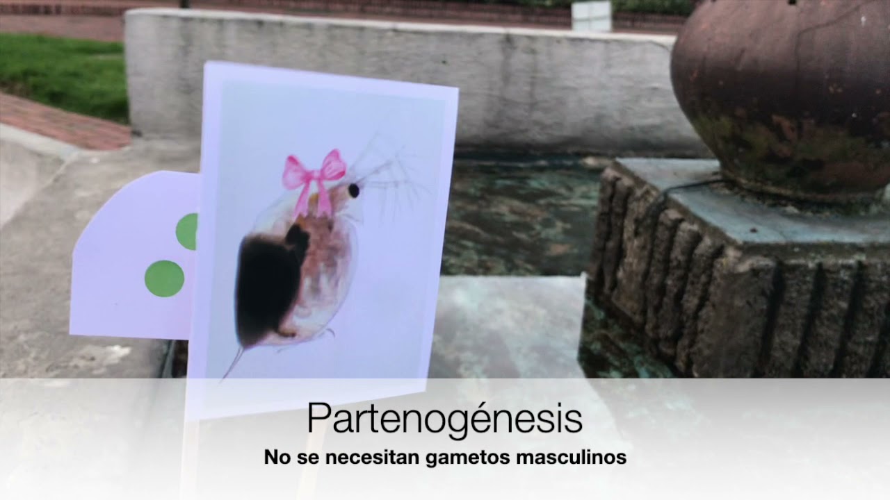 ciclo de vida de la pulga de agua