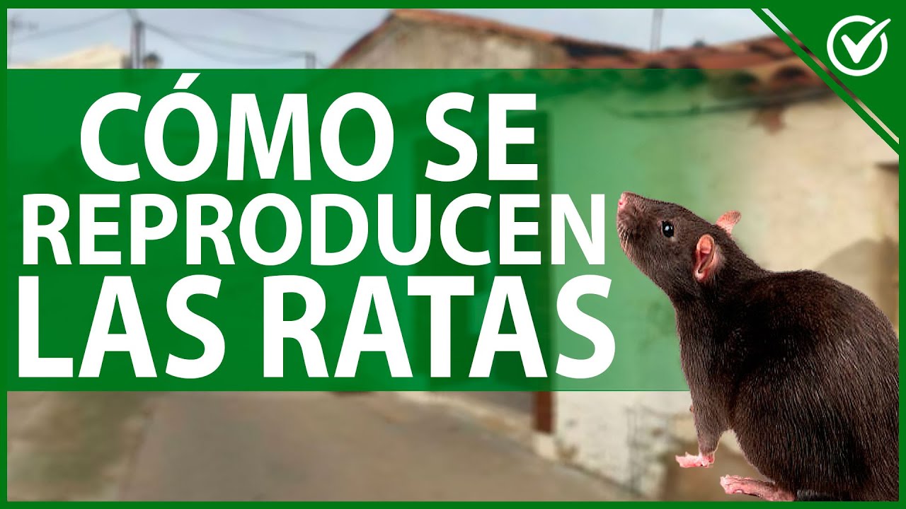 cuantos bebes puede tener un raton