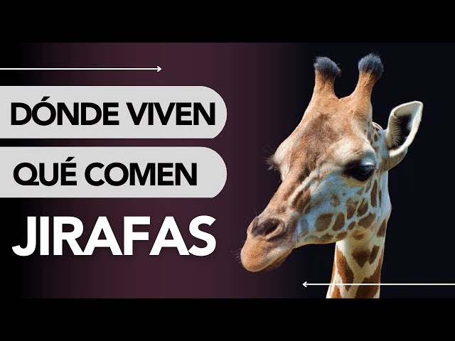 en que ecosistema vive la jirafa