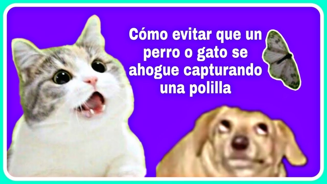 mi perro se comio una polilla