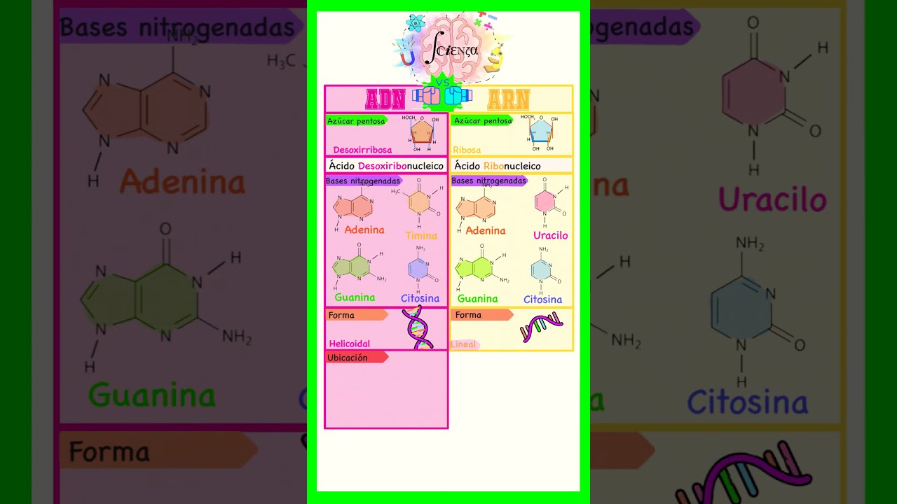 5 diferencias entre adn y arn