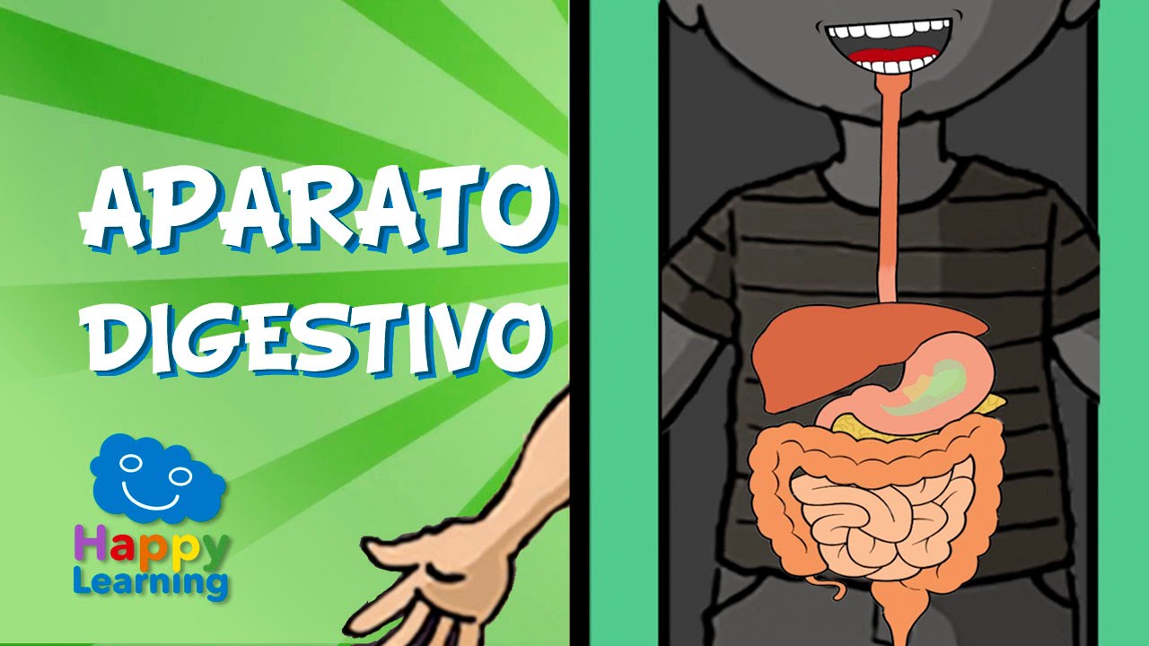 actividades sobre el sistema digestivo para tercer grado