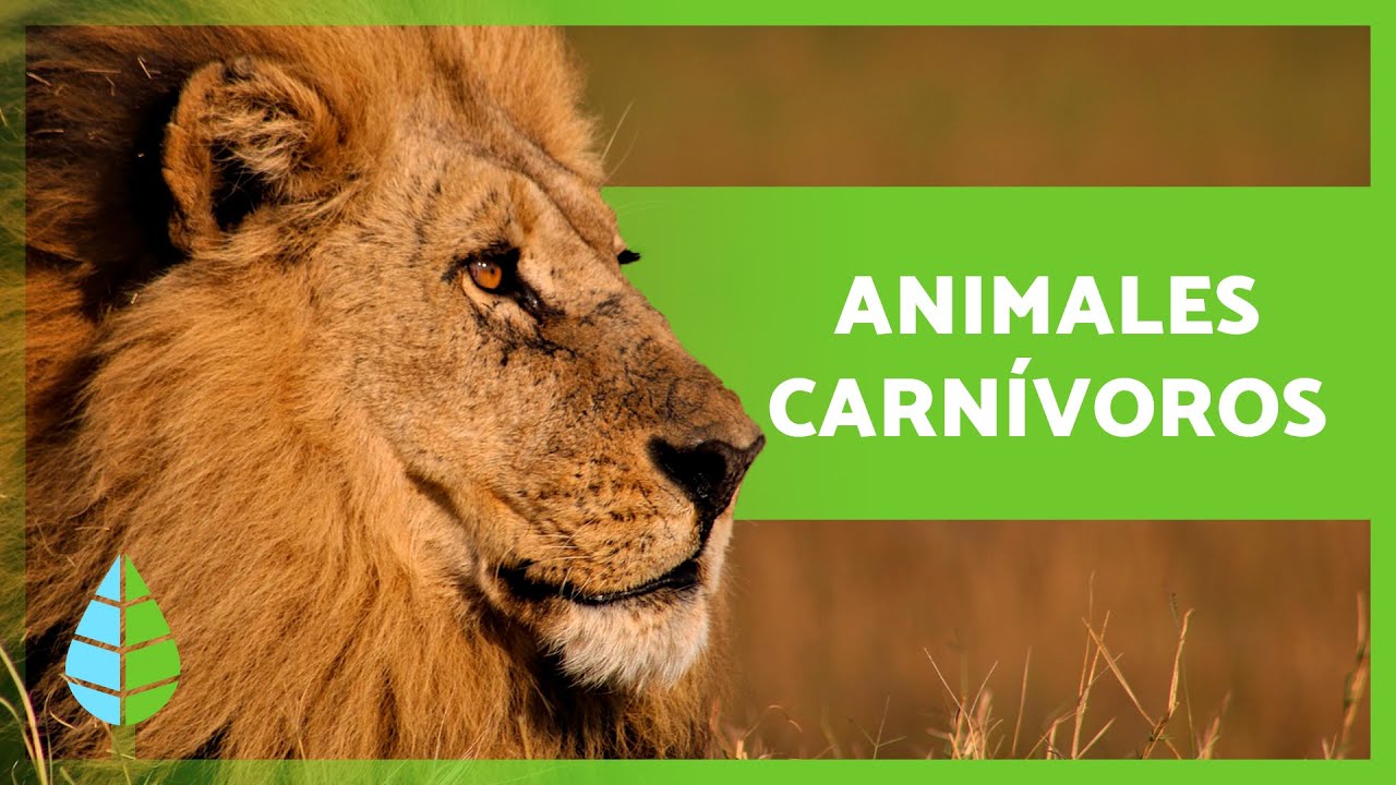 animales carnivoros que habitan en mexico y sus caracteristicas