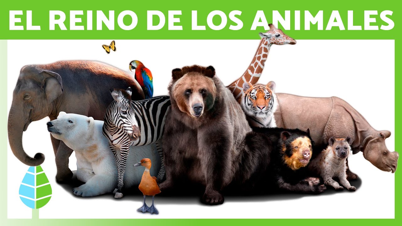 caracteristicas mas importantes de los animales