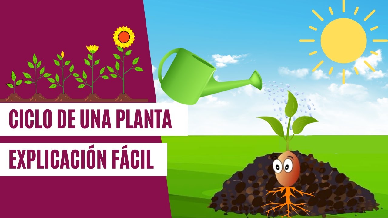 ciclo de vida de las plantas actividad