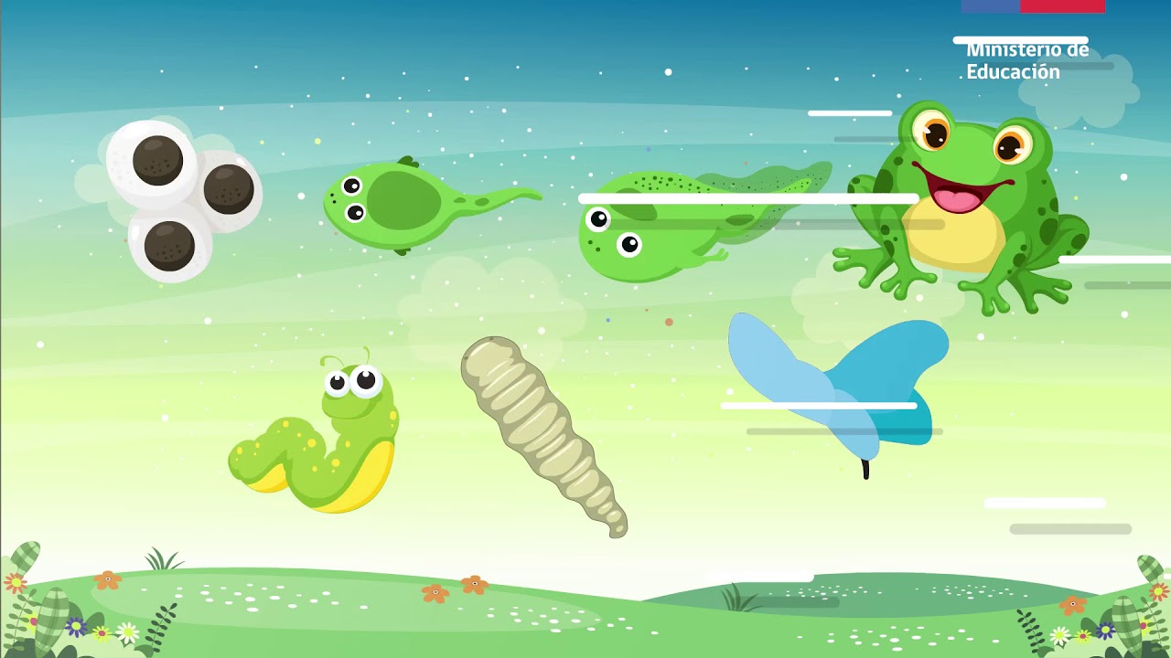 ciclo de vida de una especie