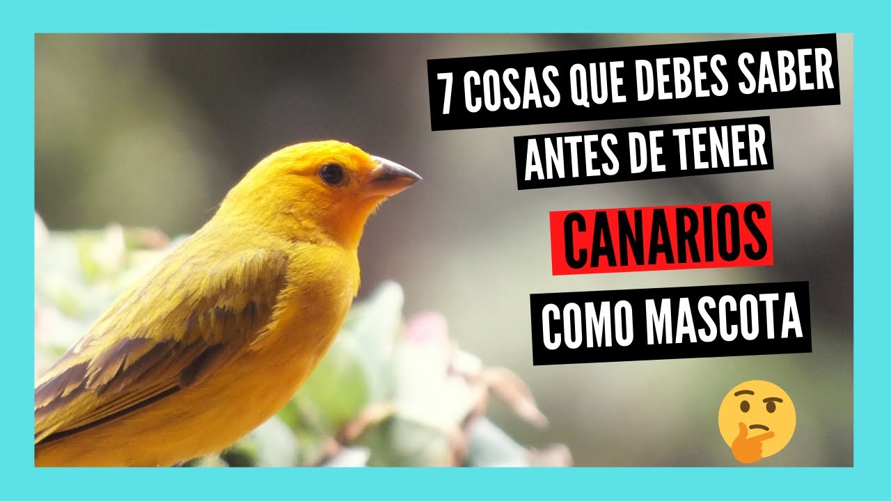 como cuidar un canario en casa