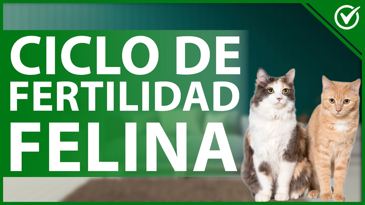 como es la reproduccion del gato
