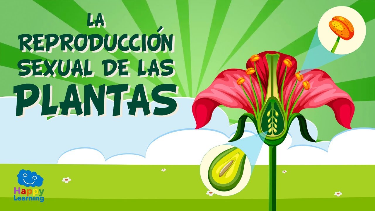 como se reproducen las plantas explicacion para niños