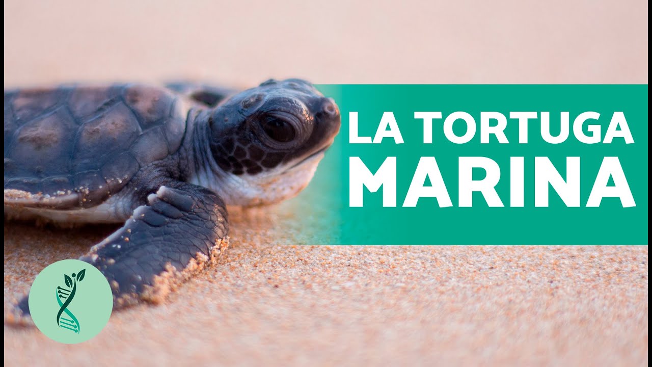 como se reproducen las tortugas de mar