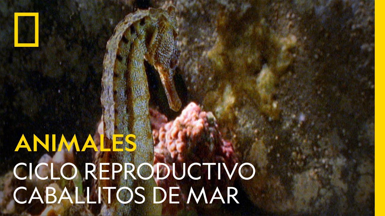 cómo se reproducen los animales marinos