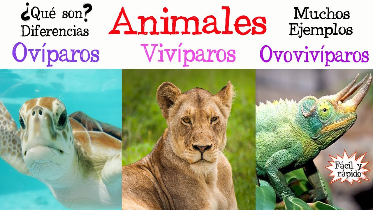 cuales son los animales oviparos viviparos y mamiferos