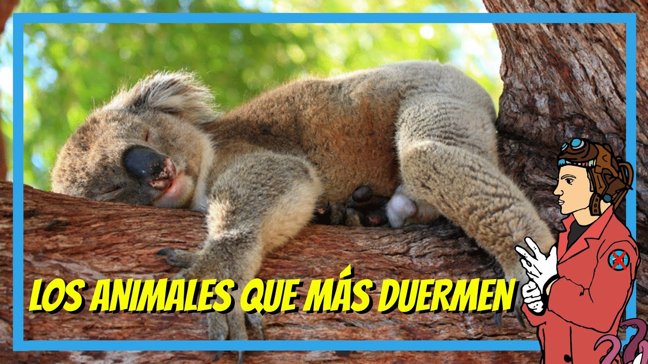 cuáles son los animales que más duermen