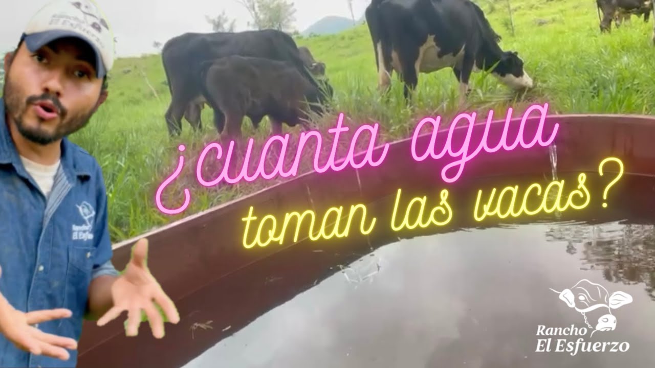 cuanto litros de agua toma una vaca
