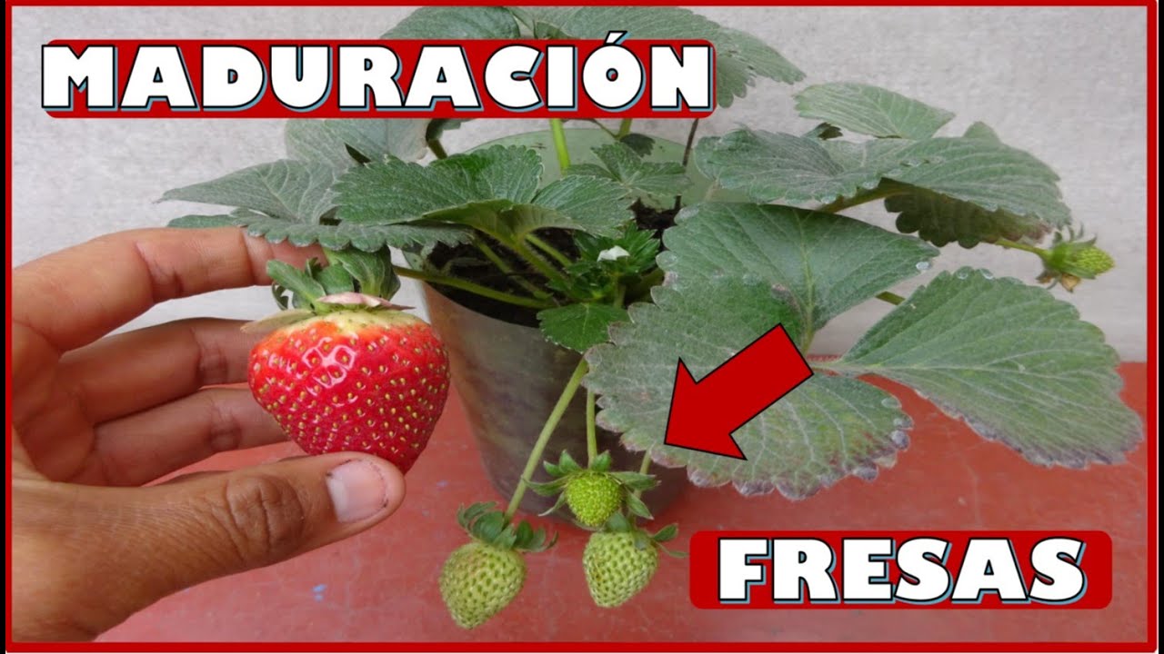 cuanto tiempo tarda en dar fruto la fresa