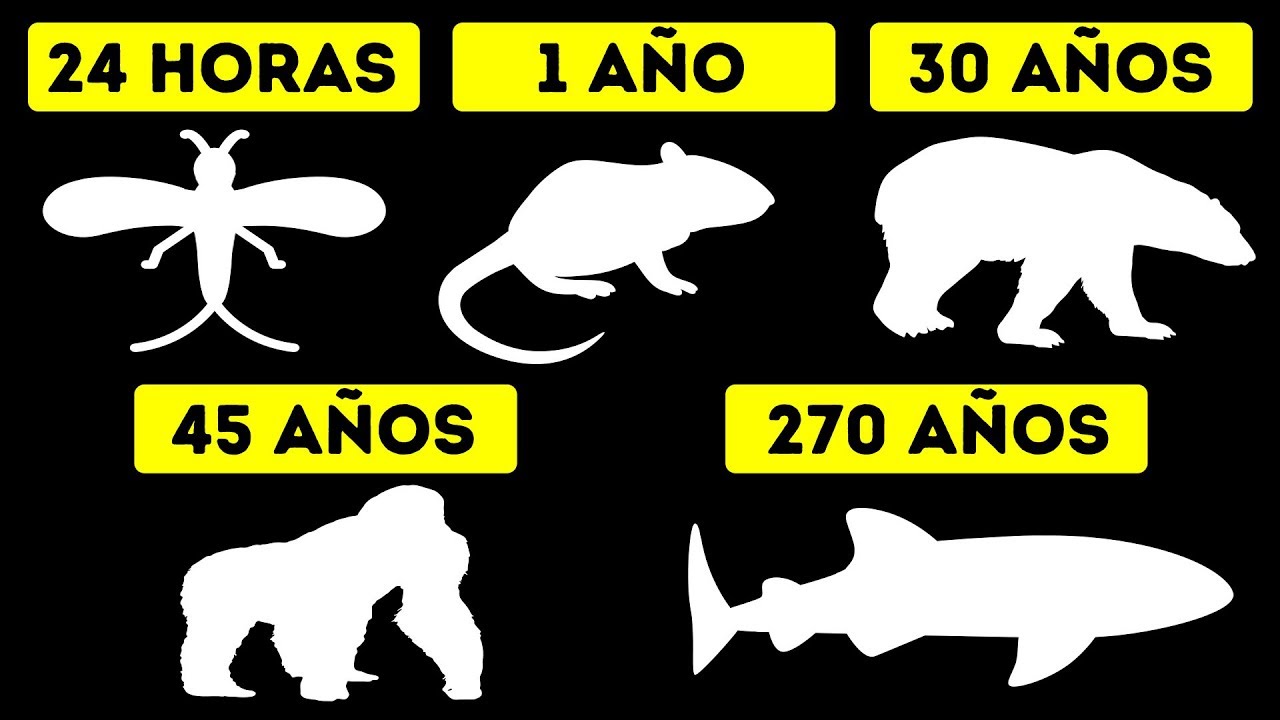 cuantos años viven los animales marinos