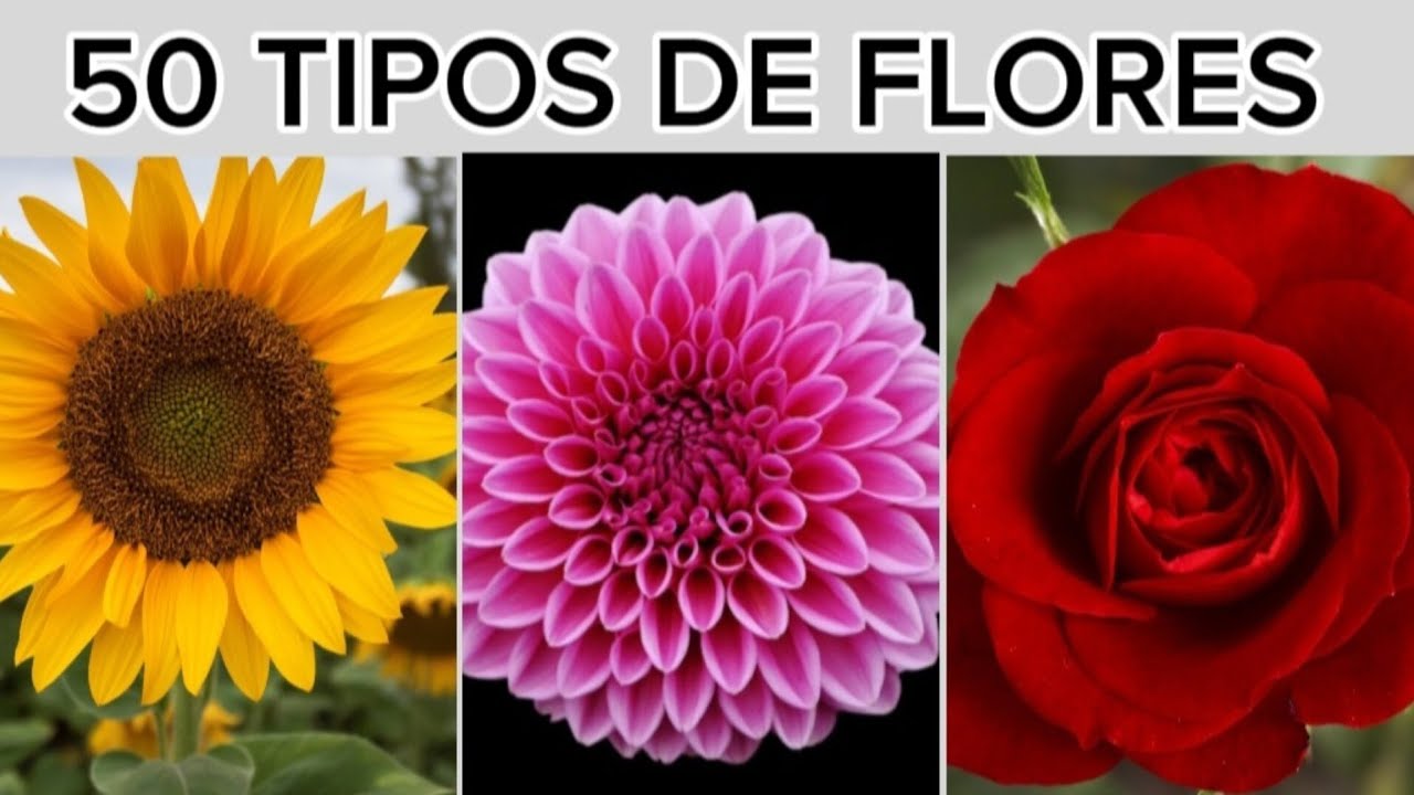 flores con sus nombres y caracteristicas