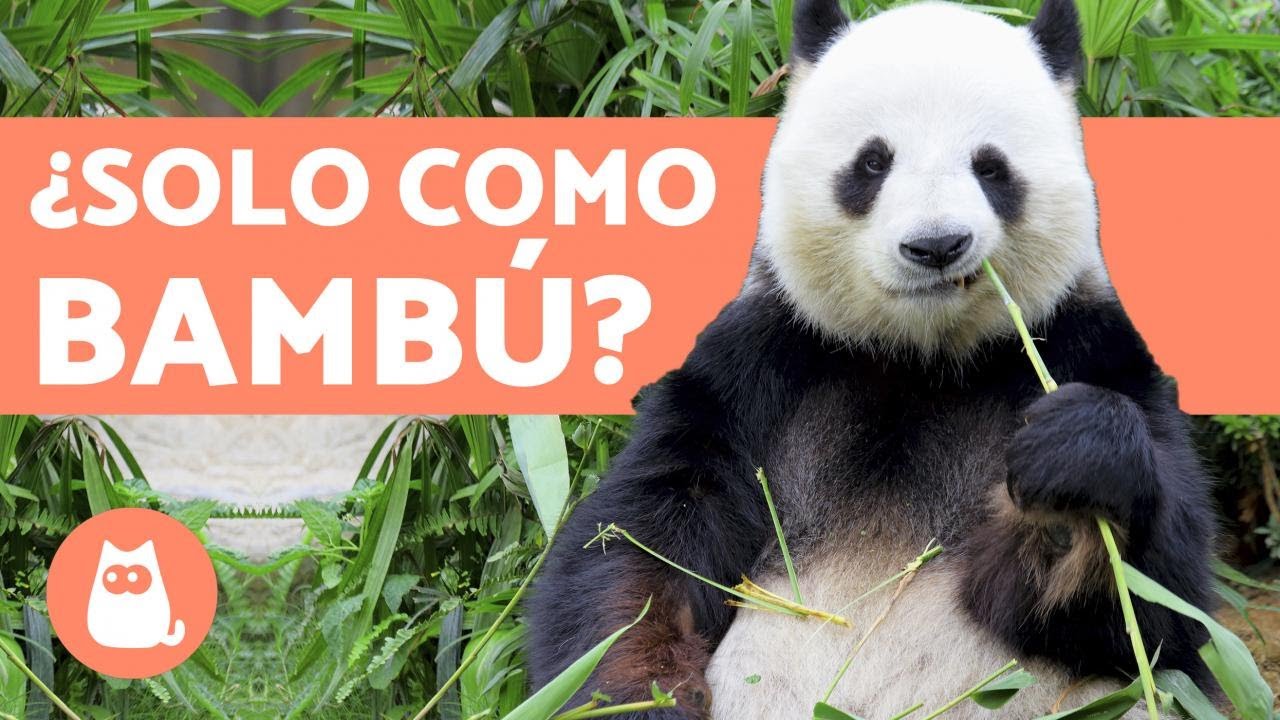 la alimentacion de los osos pandas