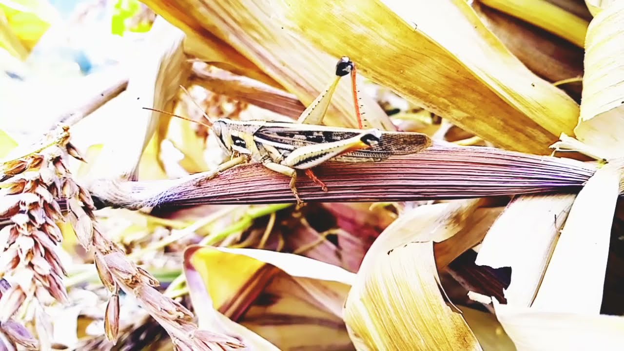 la sierra peruana flora y fauna