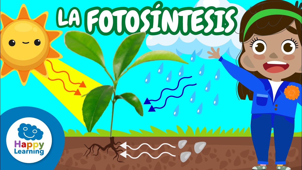 las plantas fabrican su propio alimento mediante el proceso de