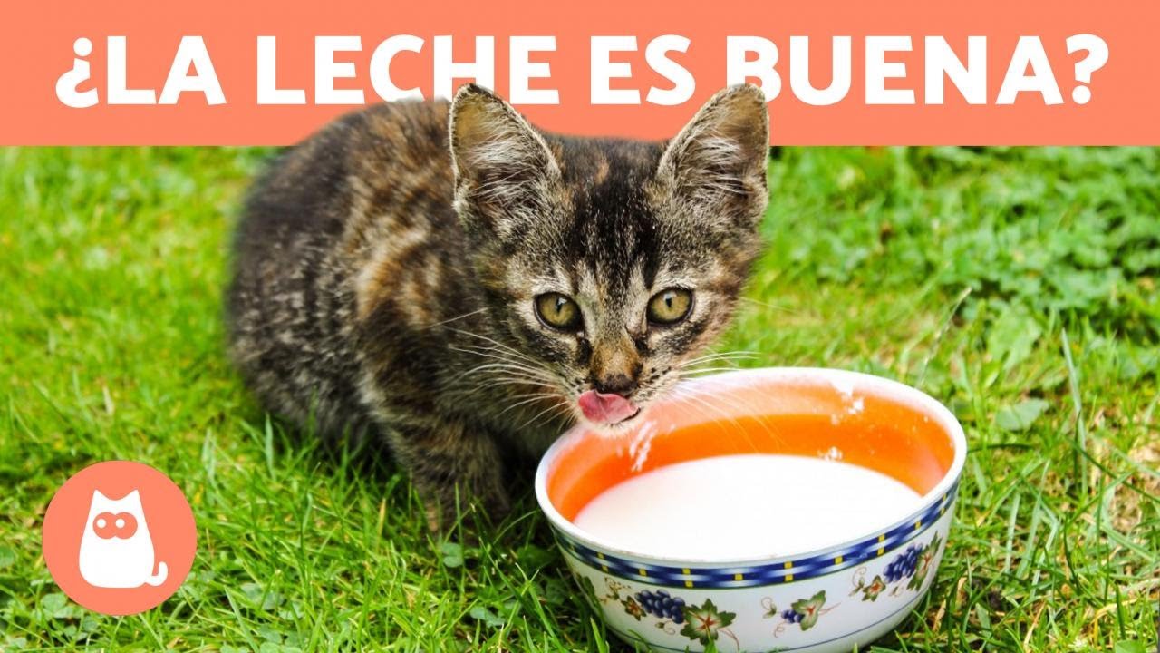 los gatos pueden tomar leche de perro