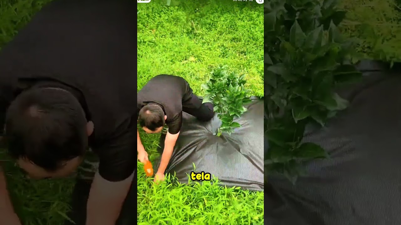 lugar del campo llano y con hierba