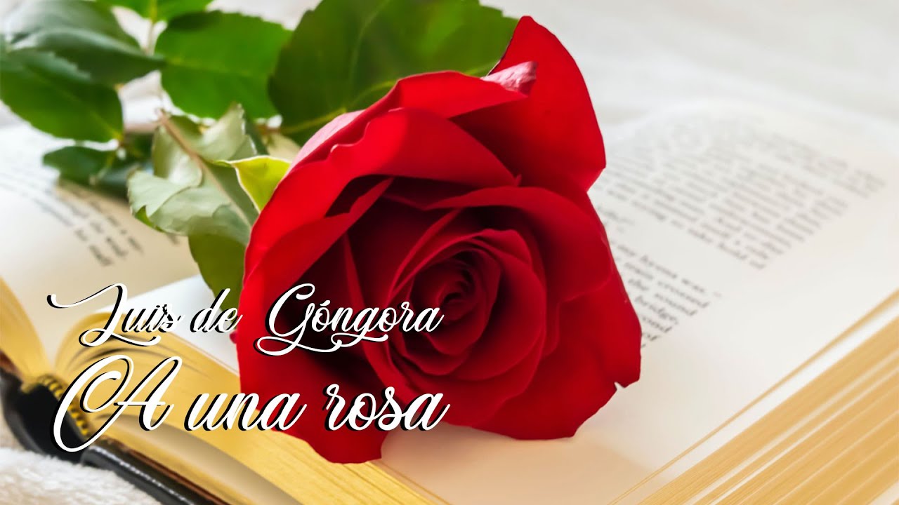 a una rosa de luis de góngora