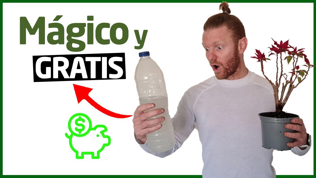 abono para la flor de pascua