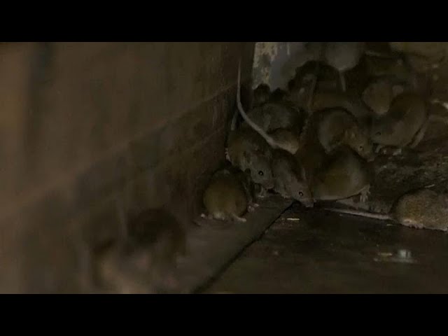 agujeros de ratas en la tierra