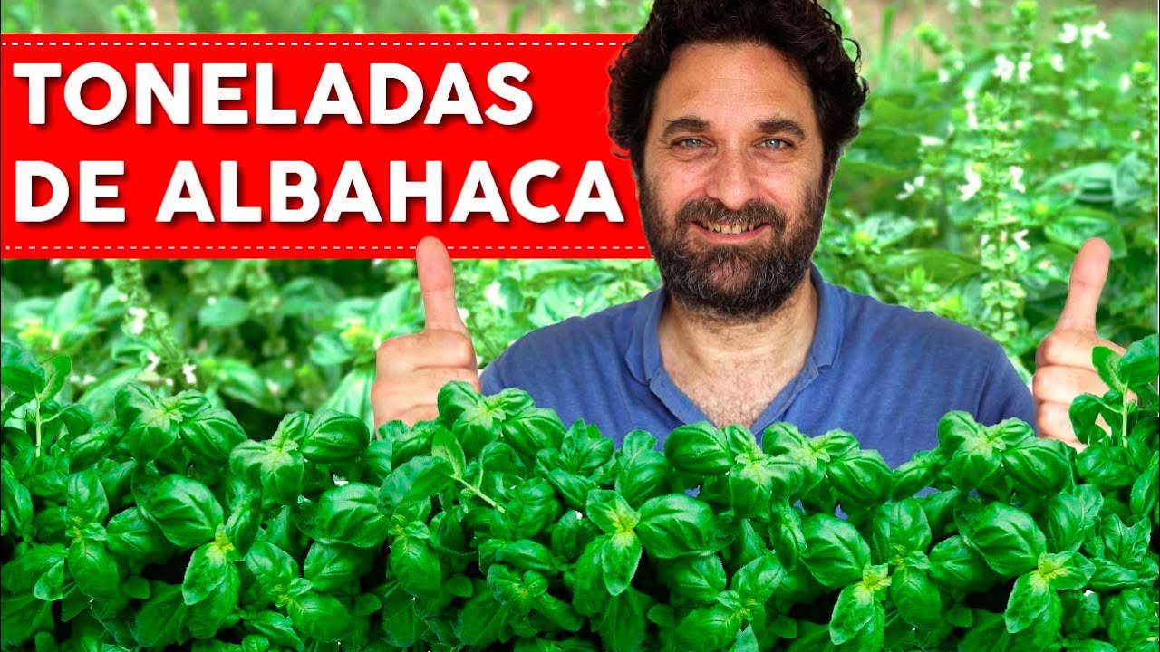 albahaca hoja pequeña se puede comer