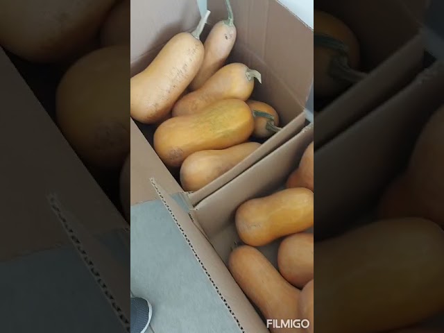 como conservar calabazas todo el año