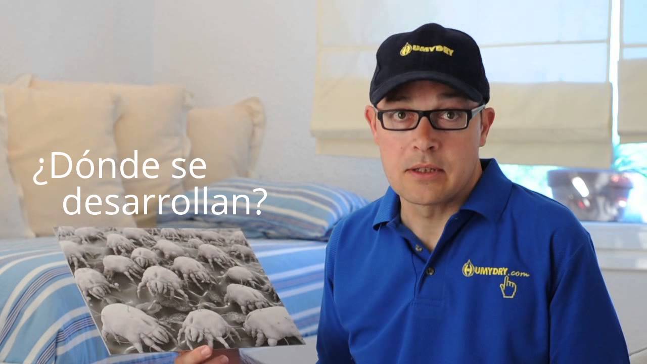 como eliminar los acaros de la humedad