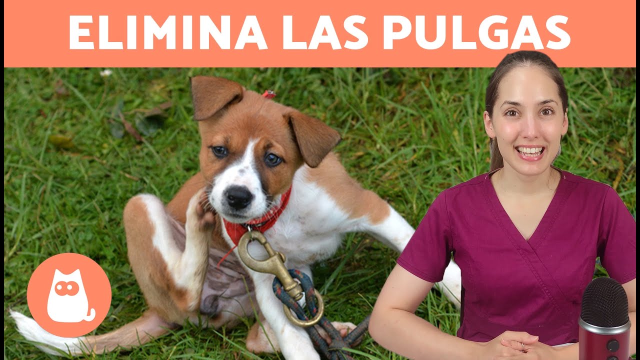 como quitar las pulgas al perro