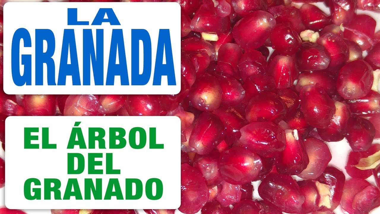 como se llama el arbol que da granadas