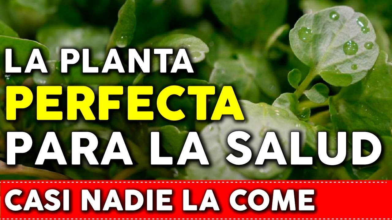 cuál es la verdura más sana