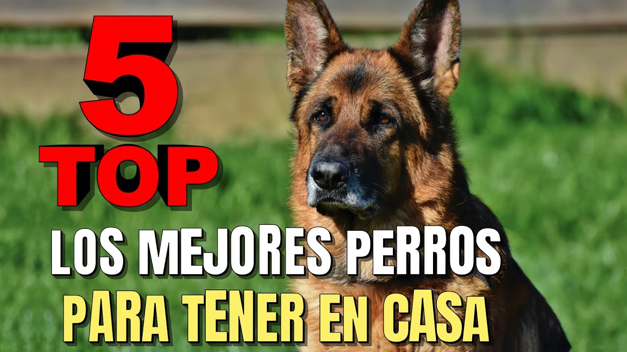 cuáles son los parientes más cercanos a los perros