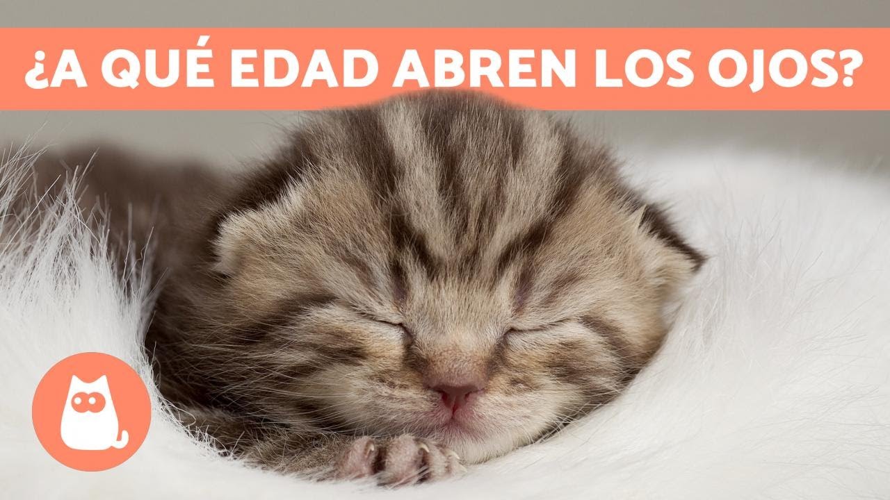 cuando los gatos abren los ojos
