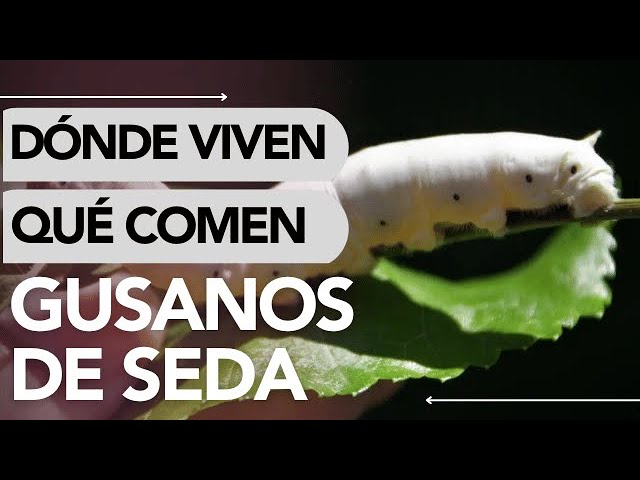 donde se encuentran los gusanos de seda