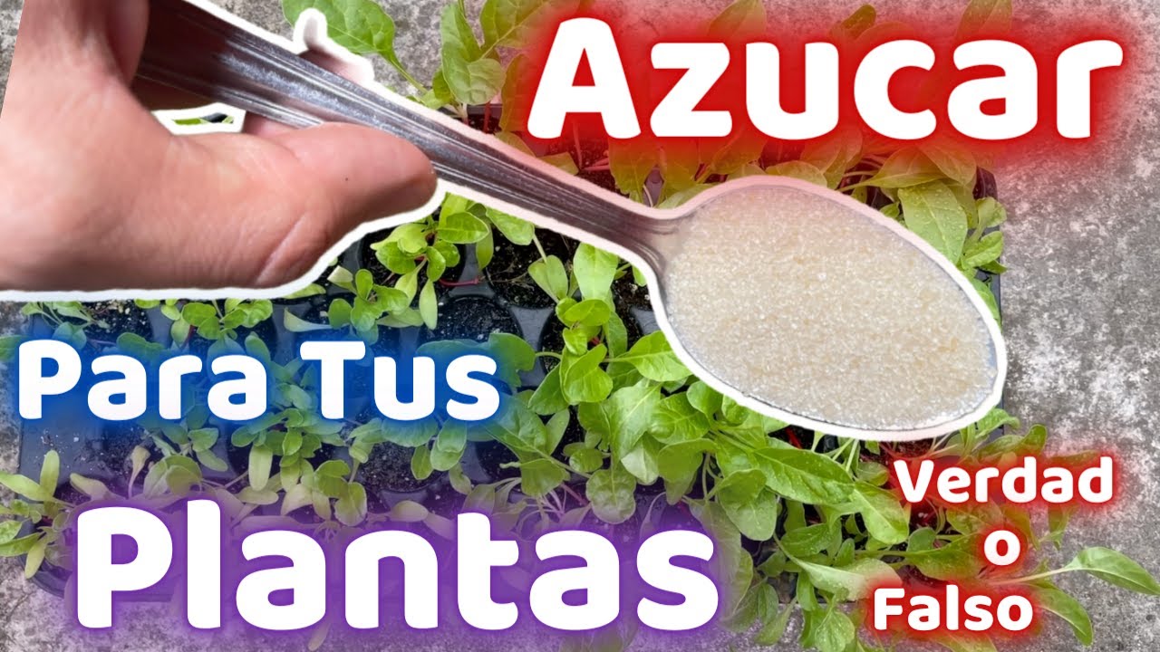 es bueno el azúcar para las plantas