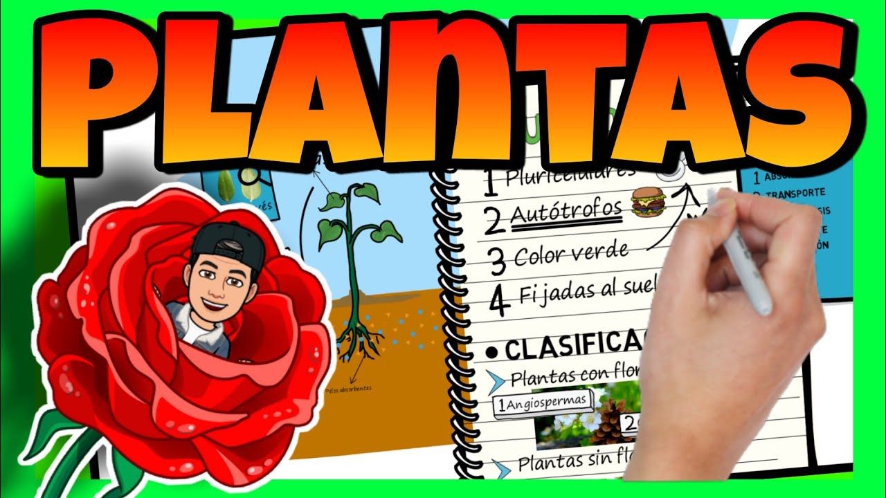 examen las plantas 4 primaria santillana