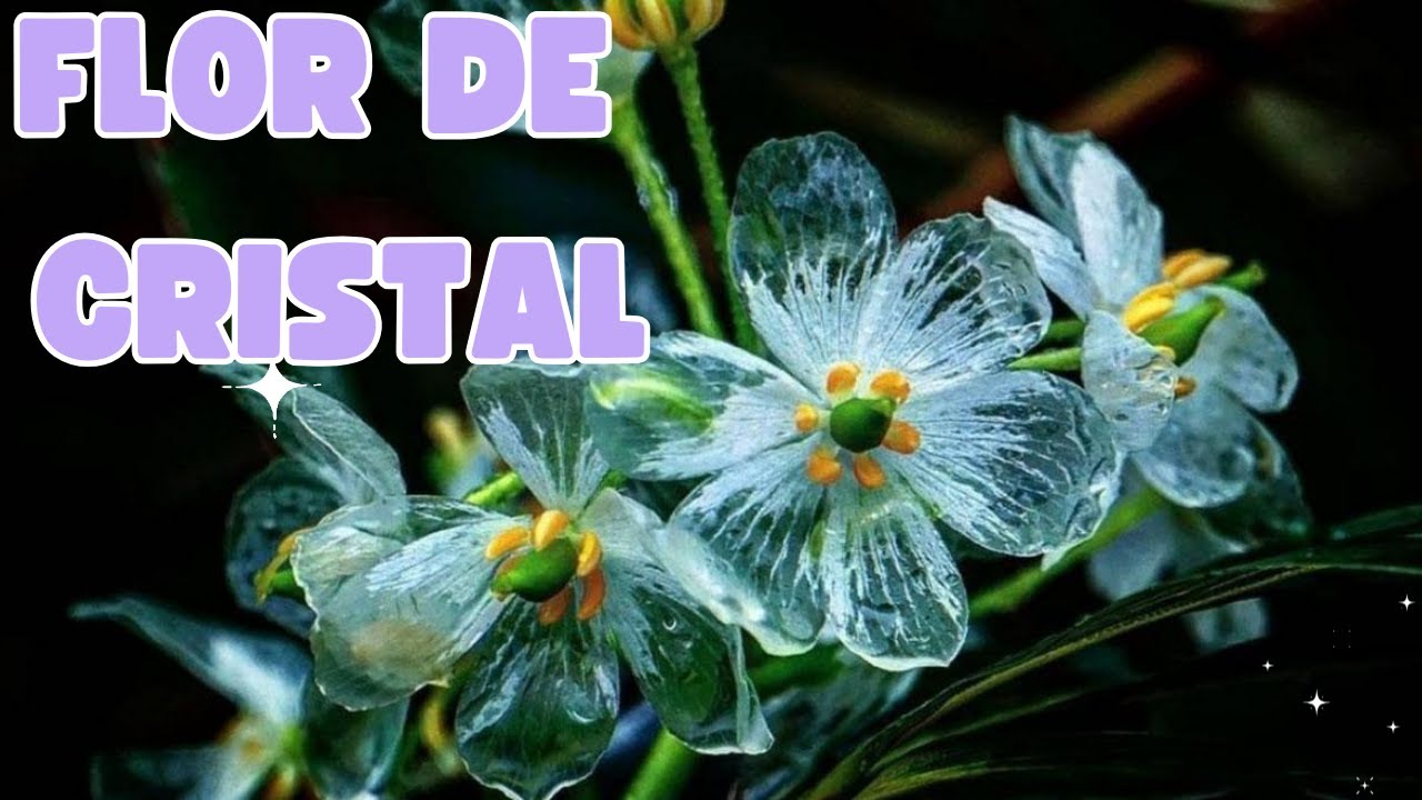 flor de cristal porque se llama asi