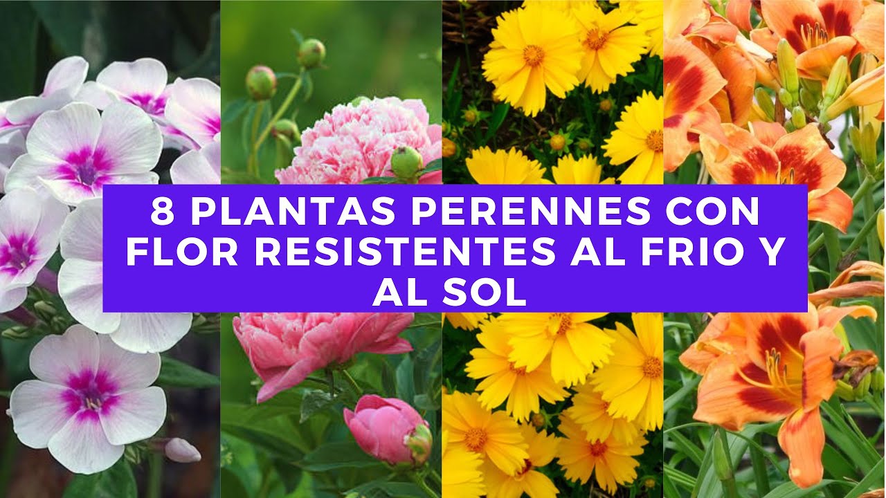 flores resistentes al sol y frio