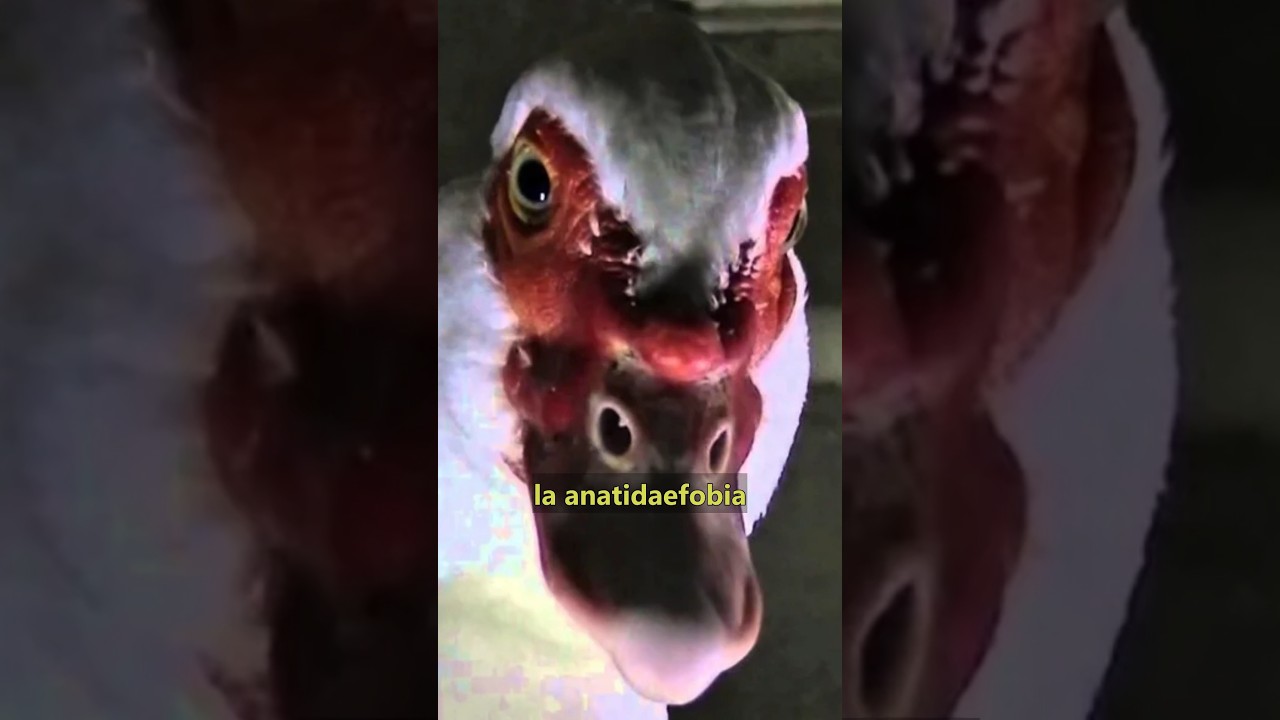 fobia a que un pato te mire