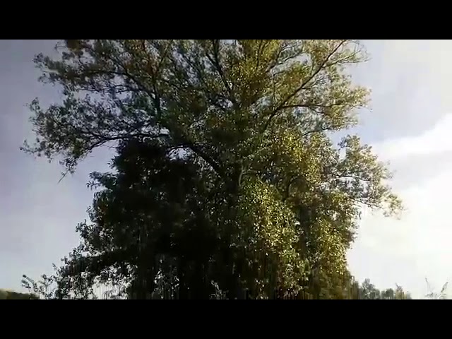 frase sobre el camino de la vida