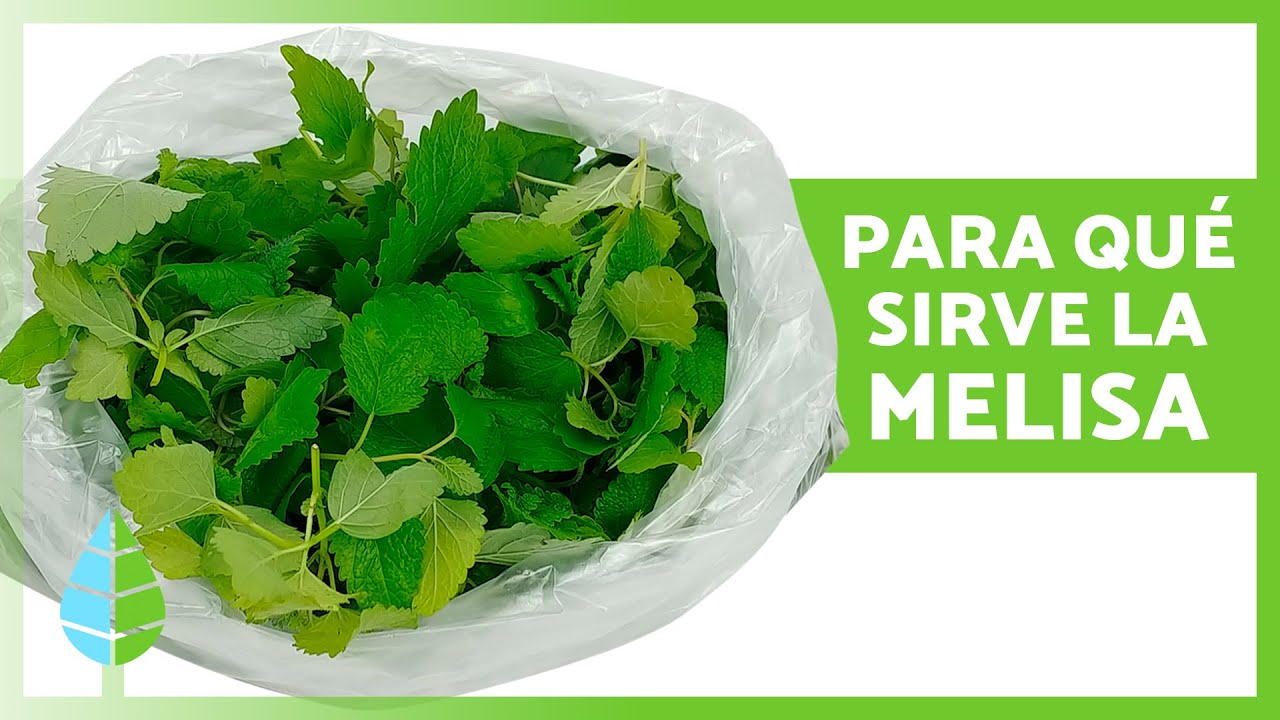 infusiones de melisa para que sirve