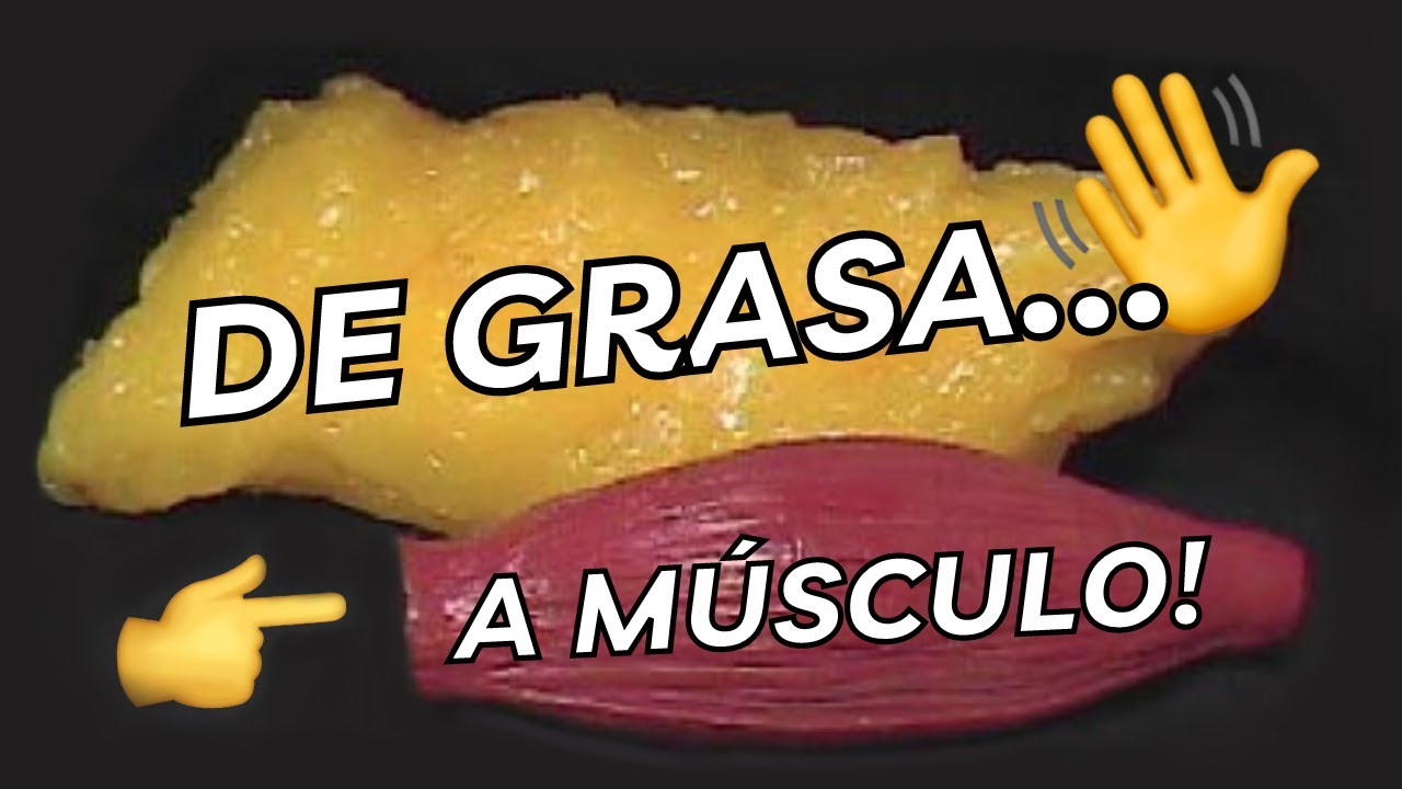 la grasa corporal se puede convertir en musculo